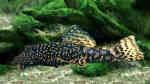 Aquarien mit Ancistrus cirrhosus (Argentinischer Antennenwels) Aquarien mit Ancistrus cirrhosus (Argentinischer Antennenwels)