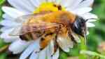 Andrena im Garten (Einrichtungsbeispiele mit Sandbiene) Andrena im Garten (Einrichtungsbeispiele mit Sandbiene)
