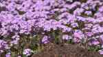 Androsace sarmentosa im Garten pflanzen (Einrichtungsbeispiele mit Himalaya-Mannsschild) Androsace sarmentosa im Garten pflanzen (Einrichtungsbeispiele mit Himalaya-Mannsschild)