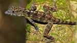Spanische Flaggen-Anole im Terrarium halten (Einrichtungsbeispiele für Anolis allogus) Spanische Flaggen-Anole im Terrarium halten (Einrichtungsbeispiele für Anolis allogus)