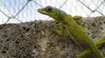 Anolis extremus im Terrarium halten (Einrichtungsbeispiele für Barbados-Anolis) Anolis extremus im Terrarium halten (Einrichtungsbeispiele für Barbados-Anolis)