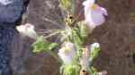 Antirrhinum hispanicum im Garten pflanzen (Einrichtungsbeispiele mit Spanisches Zwerg-Löwenmaul) Antirrhinum hispanicum im Garten pflanzen (Einrichtungsbeispiele mit Spanisches Zwerg-Löwenmaul)