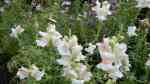 Antirrhinum majus im Garten pflanzen (Einrichtungsbeispiele mit Großes Löwenmaul) Antirrhinum majus im Garten pflanzen (Einrichtungsbeispiele mit Großes Löwenmaul)