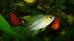 Apistogramma borellii im Aquarium halten (Einrichtungsbeispiele mit Borellis Zwergbuntbarsch) Apistogramma borellii im Aquarium halten (Einrichtungsbeispiele mit Borellis Zwergbuntbarsch)