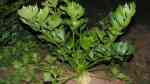 Apium graveolens im Garten pflanzen (Einrichtungsbeispiele mit Sellerie) Apium graveolens im Garten pflanzen (Einrichtungsbeispiele mit Sellerie)