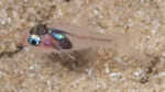 Apogon erythrinus im Aquarium halten (Einrichtungsbeispiele für Hawaiianischer Kardinalbarsch) Apogon erythrinus im Aquarium halten (Einrichtungsbeispiele für Hawaiianischer Kardinalbarsch)