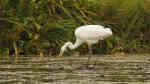 Ardea alba am Gartenteich (Einrichtungsbeispiele mit Silberreiher) Ardea alba am Gartenteich (Einrichtungsbeispiele mit Silberreiher)