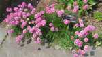 Armeria maritima im Garten pflanzen (Einrichtungsbeispiele mit Strand-Grasnelke) Armeria maritima im Garten pflanzen (Einrichtungsbeispiele mit Strand-Grasnelke)