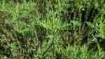 Artemisia abrotanum am Gartenteich (Einrichtungsbeispiele mit Echte Eberraute) Artemisia abrotanum am Gartenteich (Einrichtungsbeispiele mit Echte Eberraute)