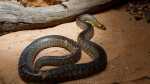 Aspidites ramsayi im Terrarium pflegen (Einrichtungsbeispiele für Woma Python) Aspidites ramsayi im Terrarium pflegen (Einrichtungsbeispiele für Woma Python)
