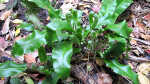 Asplenium scolopendrium im Garten pflanzen (Einrichtungsbeispiele mit Hirschzungenfarn) Asplenium scolopendrium im Garten pflanzen (Einrichtungsbeispiele mit Hirschzungenfarn)
