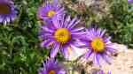 Aster alpinus im Garten pflanzen (Einrichtungsbeispiele mit Alpen-Aster) Aster alpinus im Garten pflanzen (Einrichtungsbeispiele mit Alpen-Aster)