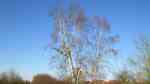 Betula pendula im Garten pflanzen (Einrichtungsbeispiele mit Gemeine Birke) Betula pendula im Garten pflanzen (Einrichtungsbeispiele mit Gemeine Birke)