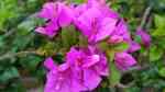 Bougainvillea spectabilis im Garten pflanzen (Einrichtungsbeispiele mit Prächtige Bougainvillea) Bougainvillea spectabilis im Garten pflanzen (Einrichtungsbeispiele mit Prächtige Bougainvillea)