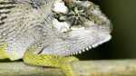 Bradypodion caffer im Aquarium (Einrichtungsbeispiele mit Südafrikanisches Zwergchamäleon) Bradypodion caffer im Aquarium (Einrichtungsbeispiele mit Südafrikanisches Zwergchamäleon)