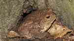 Bufo bufo im Garten (Einrichtungsbeispiele mit Erdkröten) Bufo bufo im Garten (Einrichtungsbeispiele mit Erdkröten)
