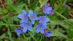 Buglossoides purpurocaerulea im Garten pflanzen (Einrichtungsbeispiele mit Purpurblauer Steinsame) Buglossoides purpurocaerulea im Garten pflanzen (Einrichtungsbeispiele mit Purpurblauer Steinsame)