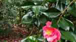 Camellia japonica im Garten pflanzen (Einrichtungsbeispiele mit Japanische Kamelie) Camellia japonica im Garten pflanzen (Einrichtungsbeispiele mit Japanische Kamelie)