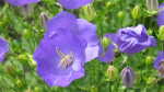 Campanula carpatica im Garten pflanzen (Einrichtungsbeispiele mit Karpaten-Glockenblume) Campanula carpatica im Garten pflanzen (Einrichtungsbeispiele mit Karpaten-Glockenblume)