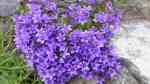Campanula portenschlagiana im Garten pflanzen (Einrichtungsbeispiele mit Dalmatiner Glockenblume) Campanula portenschlagiana im Garten pflanzen (Einrichtungsbeispiele mit Dalmatiner Glockenblume)
