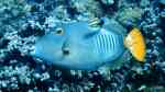 Cantherhines dumerilii im Aquarium halten (Einrichtungsbeispiele für Gelbschwanz-Feilenfisch) Cantherhines dumerilii im Aquarium halten (Einrichtungsbeispiele für Gelbschwanz-Feilenfisch)