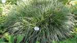Carex morrowii im Garten pflanzen (Einrichtungsbeispiele mit Japanische Segge) Carex morrowii im Garten pflanzen (Einrichtungsbeispiele mit Japanische Segge)