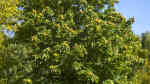 Castanea sativa im Garten pflanzen (Einrichtungsbeispiele mit Edelkastanie) Castanea sativa im Garten pflanzen (Einrichtungsbeispiele mit Edelkastanie)