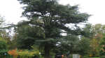 Cedrus libani im Garten pflanzen (Einrichtungsbeispiele mit Libanon Zeder) Cedrus libani im Garten pflanzen (Einrichtungsbeispiele mit Libanon Zeder)