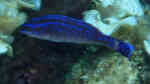 Centrolabrus melanocercus im Aquarium halten (Einrichtungsbeispiele für Mittelmeer Putzerlippfisch) Centrolabrus melanocercus im Aquarium halten (Einrichtungsbeispiele für Mittelmeer Putzerlippfisch)