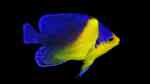 Centropyge venusta im Aquarium halten (Einrichtungsbeispiele für Purpurmasken-Zwergkaiserfisch) Centropyge venusta im Aquarium halten (Einrichtungsbeispiele für Purpurmasken-Zwergkaiserfisch)