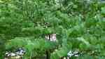 Cercidiphyllum japonicum im Garten pflanzen (Einrichtungsbeispiele mit Japanischer Kuchenbaum) Cercidiphyllum japonicum im Garten pflanzen (Einrichtungsbeispiele mit Japanischer Kuchenbaum)