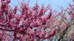 Cercis canadensis im Garten pflanzen (Einrichtungsbeispiele mit Kanadischer Judasbaum) Cercis canadensis im Garten pflanzen (Einrichtungsbeispiele mit Kanadischer Judasbaum)