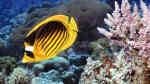 Chaetodon fasciatus im Aquarium halten (Einrichtungsbeispiele für Tabak-Falterfisch) Chaetodon fasciatus im Aquarium halten (Einrichtungsbeispiele für Tabak-Falterfisch)