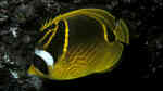 Chaetodon lunula im Aquarium halten (Einrichtungsbeispiele für Mondsichel-Falterfisch) Chaetodon lunula im Aquarium halten (Einrichtungsbeispiele für Mondsichel-Falterfisch)