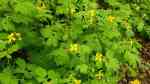 Chelidonium majus im Garten pflanzen (Einrichtungsbeispiele mit Schöllkraut) Chelidonium majus im Garten pflanzen (Einrichtungsbeispiele mit Schöllkraut)