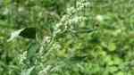 Chenopodium album im Garten pflanzen (Einrichtungsbeispiele mit Weißer Gänsefuß) Chenopodium album im Garten pflanzen (Einrichtungsbeispiele mit Weißer Gänsefuß)