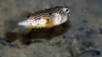 Chilomycterus schoepfii im Aquarium halten (Einrichtungsbeispiele für Dornen-Kugelfisch) Chilomycterus schoepfii im Aquarium halten (Einrichtungsbeispiele für Dornen-Kugelfisch)