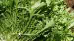 Cichorium endivia im Garten pflanzen (Einrichtungsbeispiele mit Endivie) Cichorium endivia im Garten pflanzen (Einrichtungsbeispiele mit Endivie)