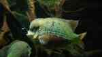 Cincelichthys pearsei im Aquarium halten (Einrichtungsbeispiele für Pantano-Buntbarsch) Cincelichthys pearsei im Aquarium halten (Einrichtungsbeispiele für Pantano-Buntbarsch)