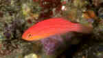 Cirrhilabrus lunatus im Aquarium halten (Einrichtungsbeispiele für Sichelschwanz-Zwerglippfisch) Cirrhilabrus lunatus im Aquarium halten (Einrichtungsbeispiele für Sichelschwanz-Zwerglippfisch)