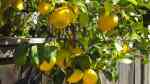 Citrus limon im Garten pflanzen (Einrichtungsbeispiele mit Zitronenbaum) Citrus limon im Garten pflanzen (Einrichtungsbeispiele mit Zitronenbaum)