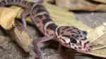 Coleonyx mitratus im Terrarium halten (Einrichtungsbeispiele für Mittelamerikanischer Krallengecko) Coleonyx mitratus im Terrarium halten (Einrichtungsbeispiele für Mittelamerikanischer Krallengecko)