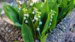 Convallaria majalis im Garten pflanzen (Einrichtungsbeispiele mit Maiglöckchen) Convallaria majalis im Garten pflanzen (Einrichtungsbeispiele mit Maiglöckchen)