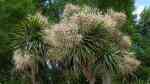 Cordyline australis im Garten pflanzen (Einrichtungsbeispiele mit Kohlbaum) Cordyline australis im Garten pflanzen (Einrichtungsbeispiele mit Kohlbaum)