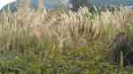Cortaderia selloana am Gartenteich pflanzen (Einrichtungsbeispiele mit Amerikanisches Pampasgras) Cortaderia selloana am Gartenteich pflanzen (Einrichtungsbeispiele mit Amerikanisches Pampasgras)