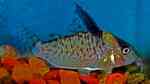 Corydoras delphax im Aquarium halten (Einrichtungsbeispiele für Inirida-Panzerwels) Corydoras delphax im Aquarium halten (Einrichtungsbeispiele für Inirida-Panzerwels)