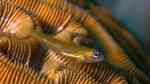 Coryphopterus lipernes im Aquarium halten (Einrichtungsbeispiele für Pfefferminzgrundel)