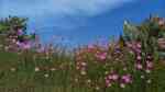 Cosmos bipinnatus im Garten pflanzen (Einrichtungsbeispiele mit Schmuckkörbchen) Cosmos bipinnatus im Garten pflanzen (Einrichtungsbeispiele mit Schmuckkörbchen)