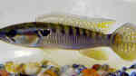 Crenicichla punctata im Aquarium halten (Einrichtungsbeispiele für Crenicichla punctata) Crenicichla punctata im Aquarium halten (Einrichtungsbeispiele für Crenicichla punctata)
