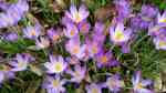 Krokus im Garten pflanzen (Einrichtungsbeispiele mit Crocus-Arten) Krokus im Garten pflanzen (Einrichtungsbeispiele mit Crocus-Arten)